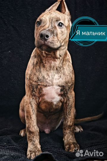 Щенки питбульки из питомника