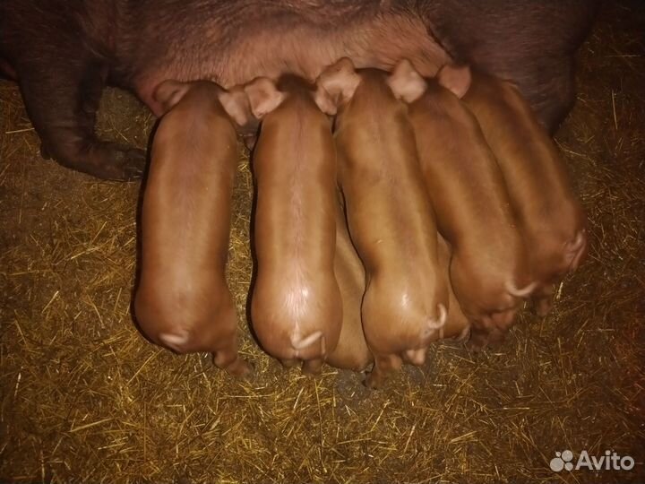 Поросята мясной породы 