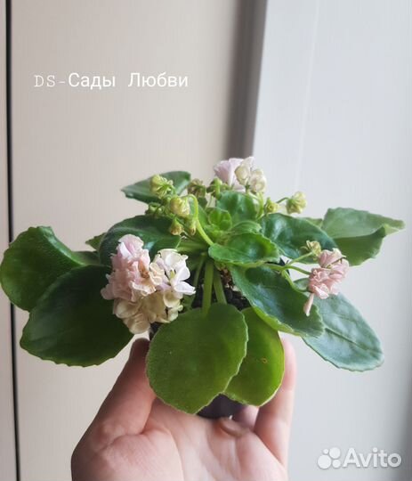 Сортовые фиалки