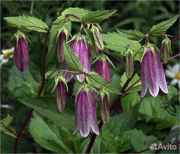 Колокольчик Такешимана 