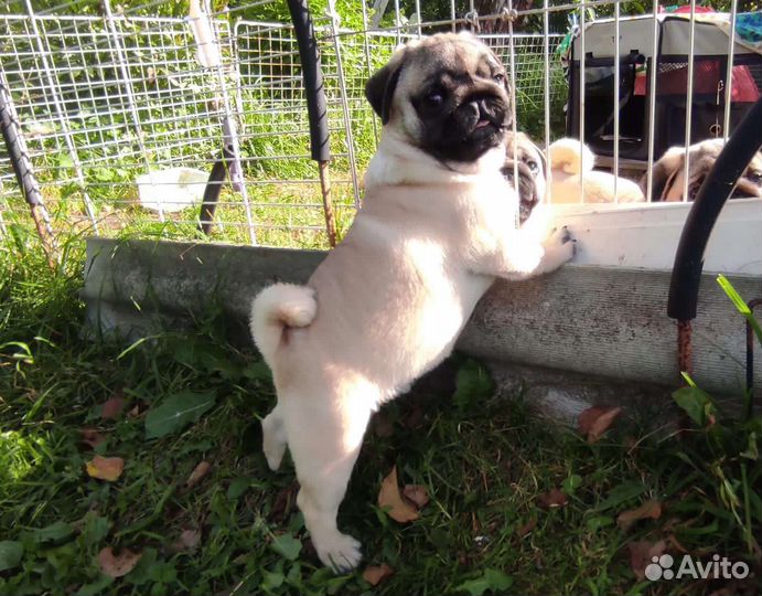 Щенки мопса