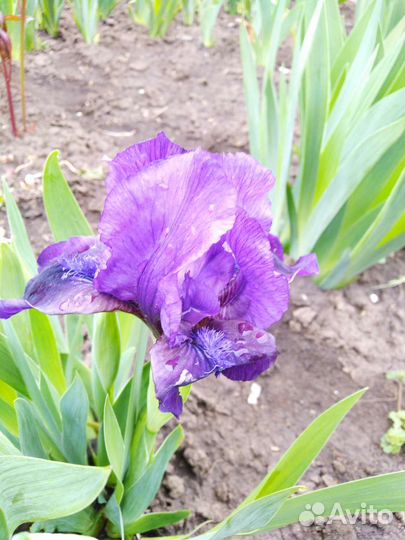 Ирисы карликовые