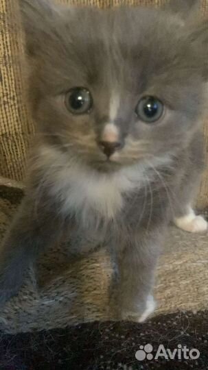 Котята помесь с шотландской