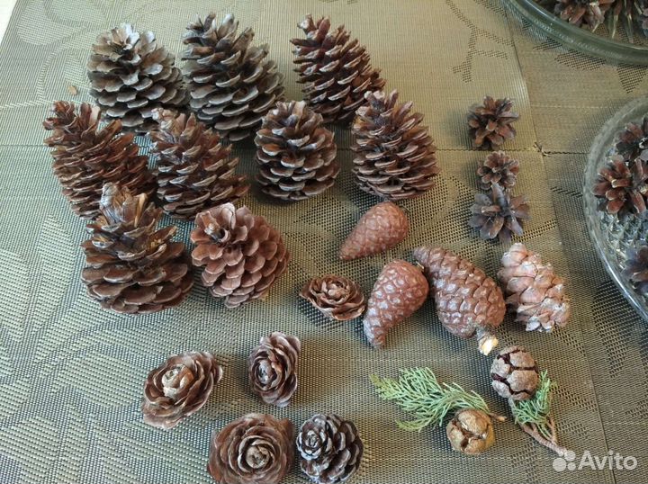 Шишки крупные кипарис сосна декор