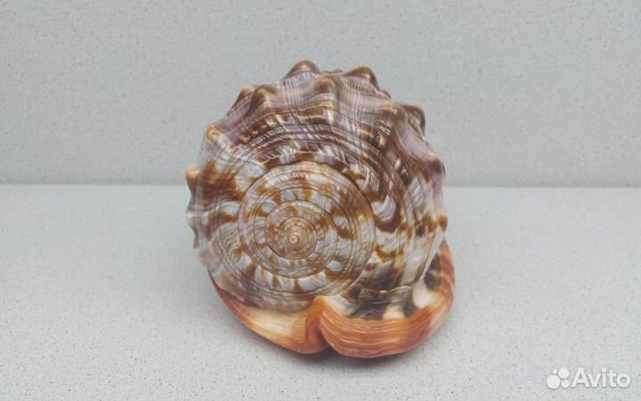 Руфа 15 морская ракушка раковина