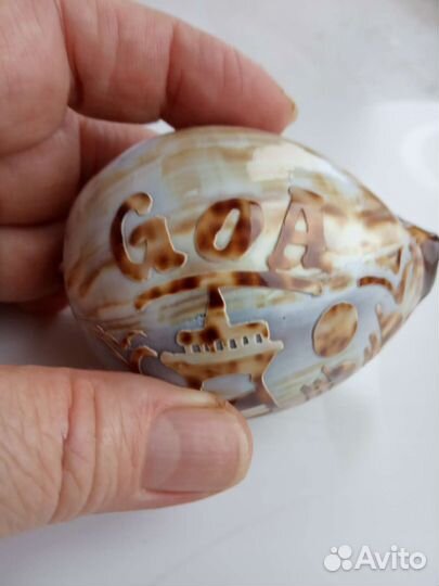 Тигровая ракушка сувенир из Гоа Индия