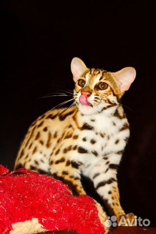 Алк с берегов бенгальского залива