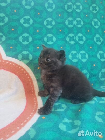 Продам котят 1 мес