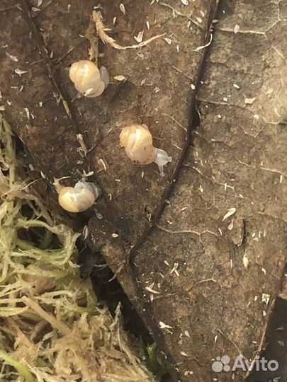 Улитята Ахатины