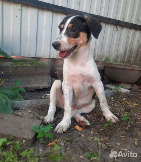 Щенок помесь, Джек Рассел терьер