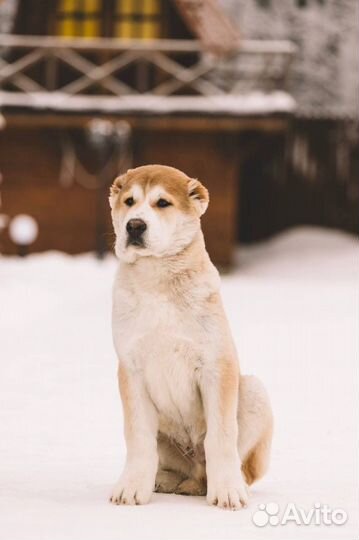 Щенки алабая