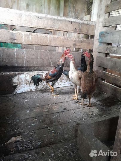 Бойцовые куры