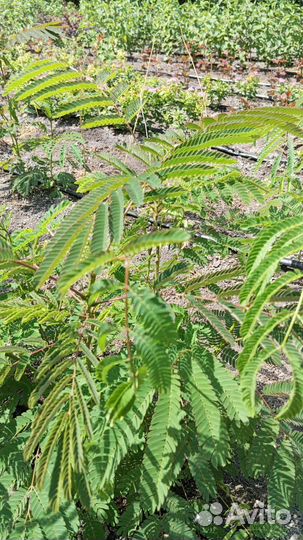 Продаются саженцы альбиции (ленкоранской акации)