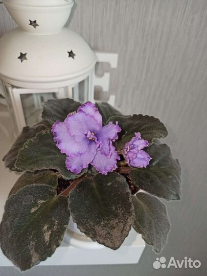 Фиалка Голубой дракон