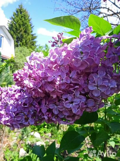 Сирень махровая и крупноцветковая