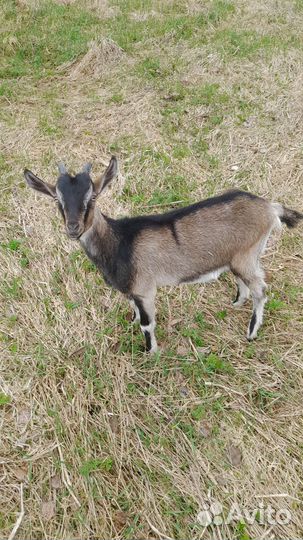 Козлята