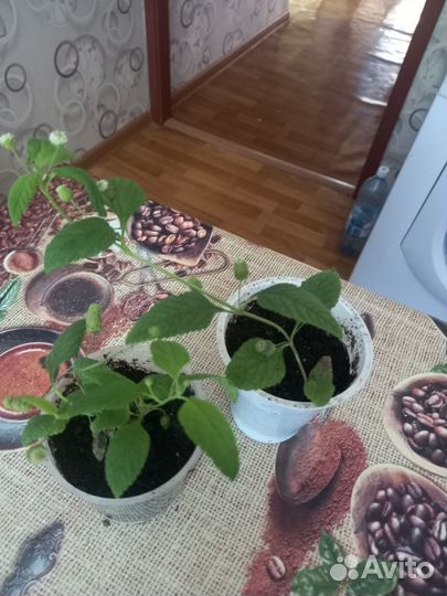 Липпия (сладкая трава)