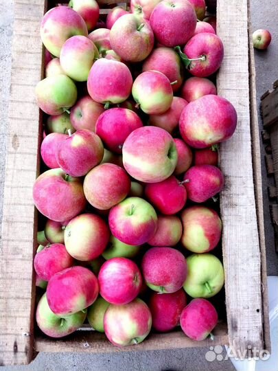 Яблоки Женева