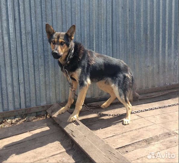 Собака в добрые руки отдам бесплатно