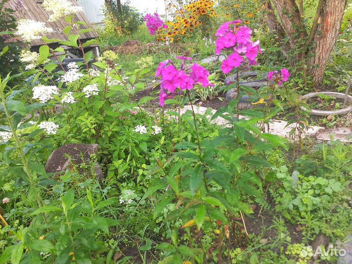 Флокс многолетний