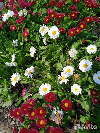 Рассада многолетних цветов