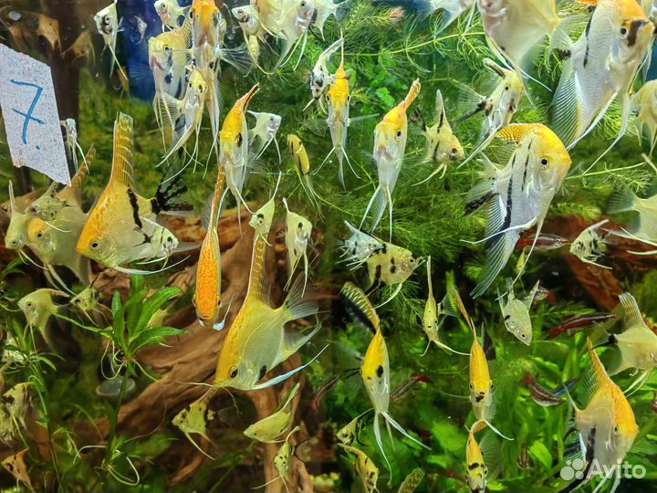 Скалярии, вуалевые анциструсы красивые