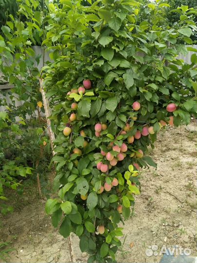 Саженцы плодово - ягодных и декоративных культур