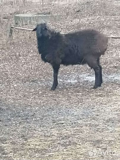 Баран на племя