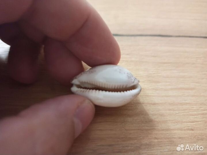 Морская раковина