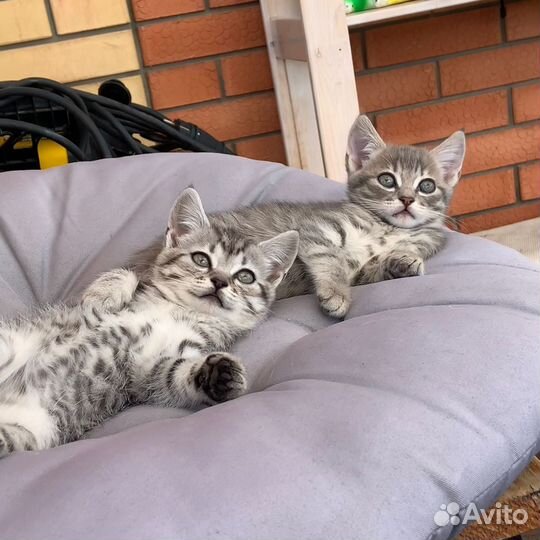 Кошка в дар бесплатно