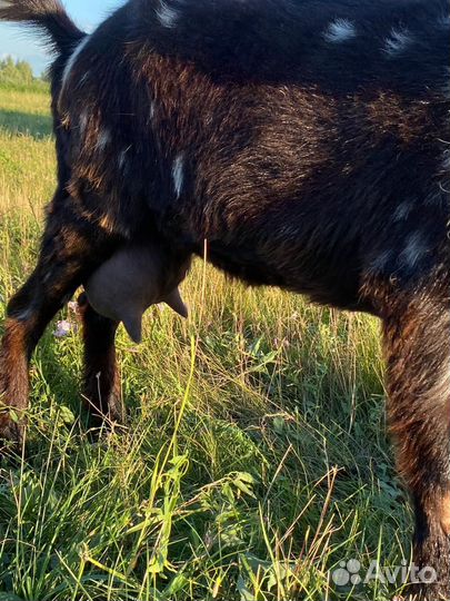 Козы зааненсконубийские