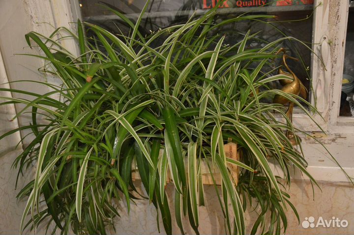 Хлорофитум