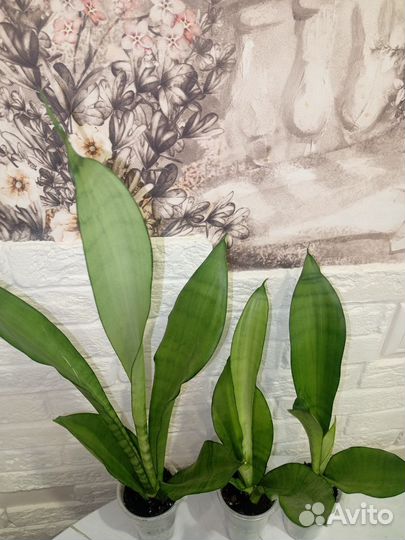 Сансевиерия Муншайн