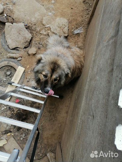 Вязка кавказца