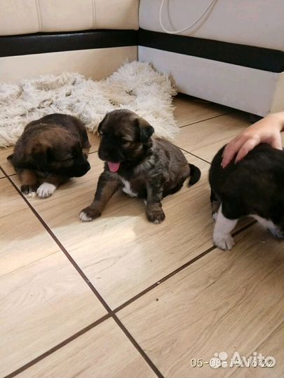 Щенки алабая