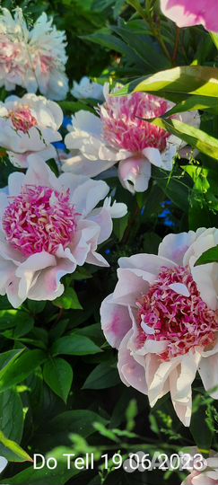 Пионы сортовые рассада саженцы корни Do Tell