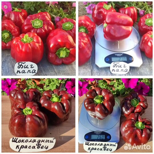 Семена крупноплодных перцев