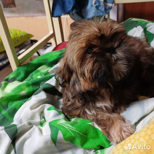 Ши-тцу мальчик