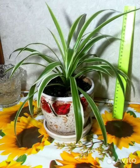 Хлорофитум и спатифиллум