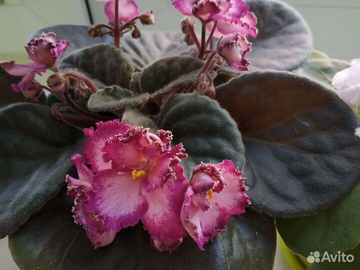 Сортовые фиалки