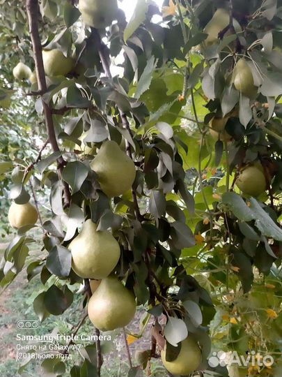 Груши