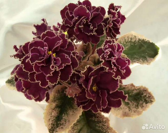 Фиалки сортовые