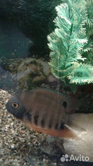 Чернополосая,северум пара