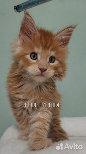 Котята мейн-кун