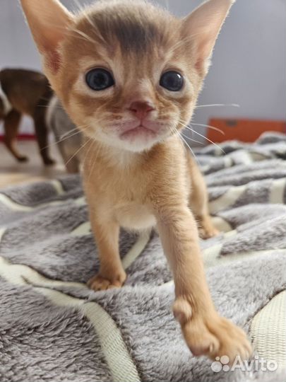 Абиссинские котята