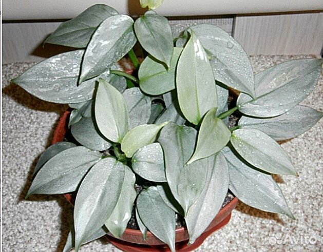 Филодендроны