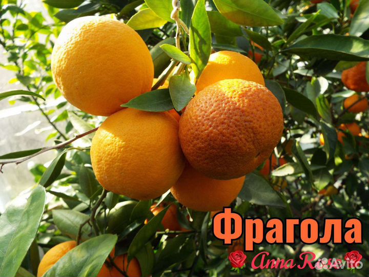 Цитрусовые растения