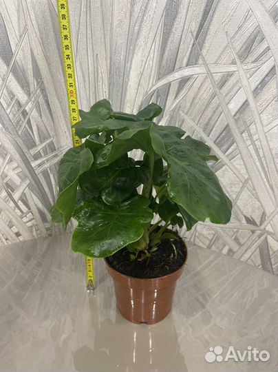Комнатные растения Филодендрон Атом