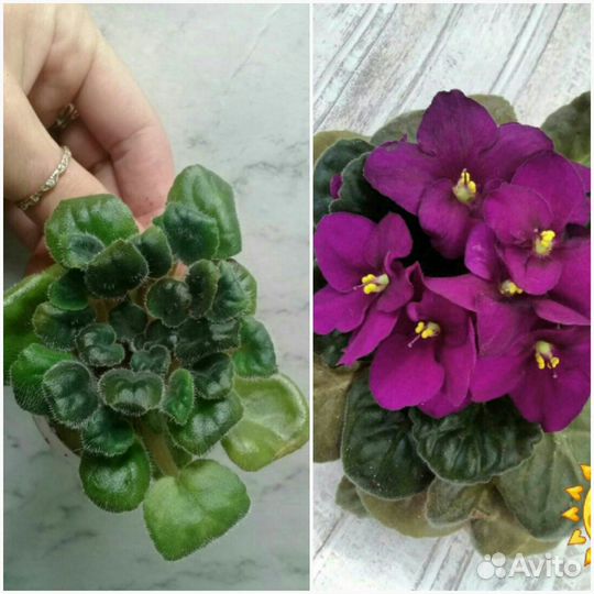 Фиалки,Бегонии и другие