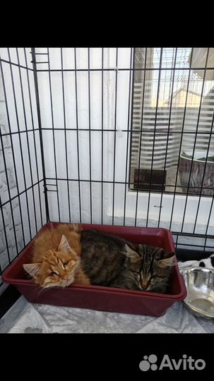 Особенный котенок
